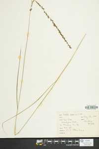 Uniola laxa image