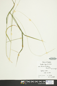 Uniola laxa image
