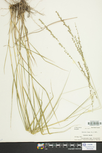 Uniola laxa image