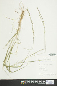 Uniola laxa image