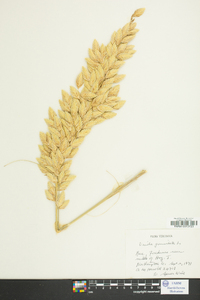 Uniola paniculata image