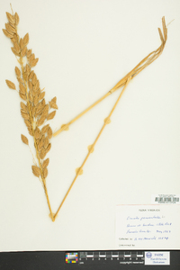 Uniola paniculata image