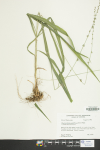 Uniola sessiliflora image