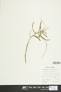 Heteranthera dubia image