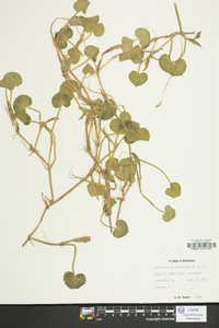 Heteranthera reniformis image