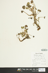 Heteranthera reniformis image