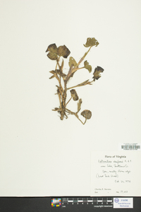 Heteranthera reniformis image