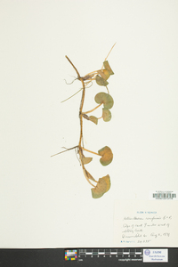 Heteranthera reniformis image