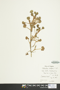 Heteranthera reniformis image