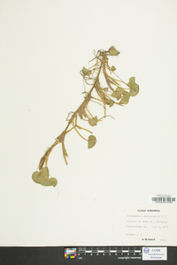 Heteranthera reniformis image