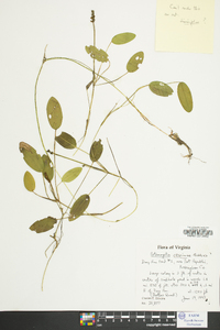 Potamogeton oakesianus image