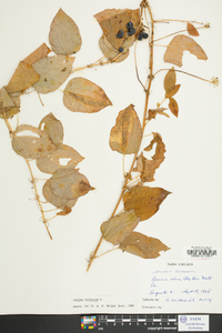 Smilax herbacea image