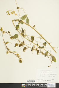 Smilax herbacea image