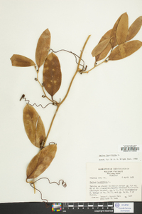 Smilax laurifolia image