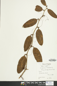 Smilax laurifolia image