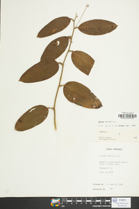 Smilax laurifolia image