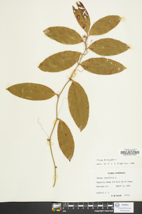 Smilax laurifolia image