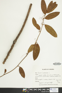 Smilax laurifolia image