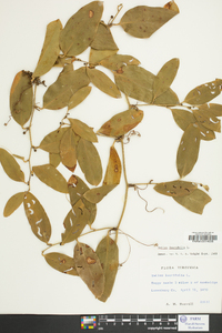 Smilax laurifolia image