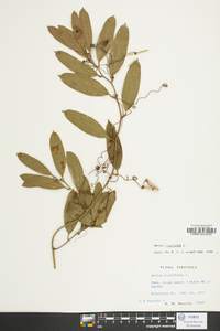 Smilax laurifolia image