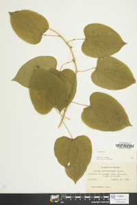 Smilax pulverulenta image