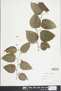 Smilax tamnoides image