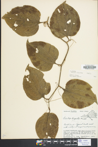 Smilax tamnoides image