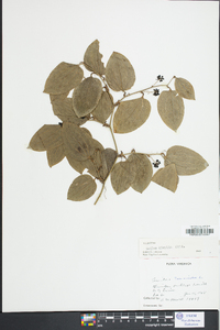 Smilax tamnoides image