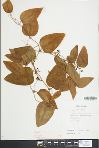 Smilax walteri image