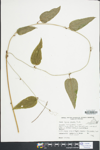 Smilax walteri image