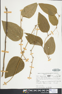 Smilax walteri image