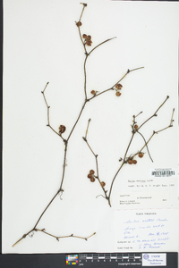 Smilax walteri image