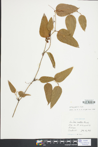 Smilax walteri image