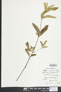 Ruellia caroliniensis image