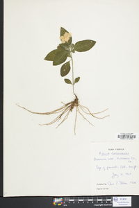 Ruellia caroliniensis image