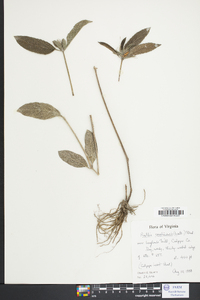 Ruellia caroliniensis image