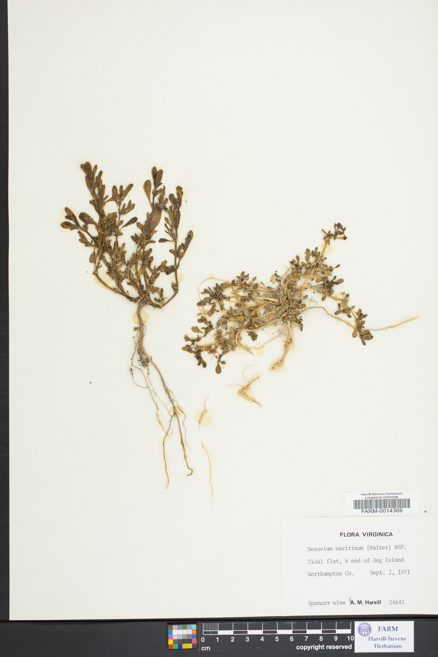 Sesuvium maritimum image