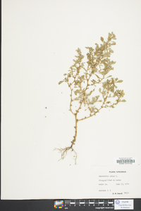 Amaranthus albus image