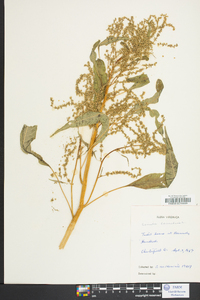 Amaranthus cannabinus image