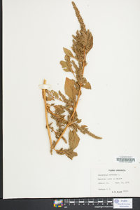 Amaranthus hybridus image