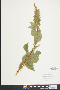 Amaranthus hybridus image