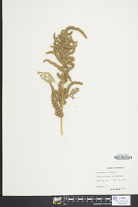 Amaranthus hybridus image