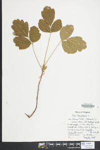 Toxicodendron pubescens image