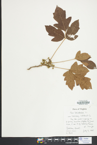 Toxicodendron pubescens image