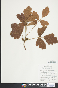 Toxicodendron pubescens image