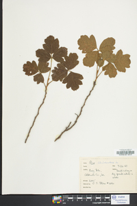 Toxicodendron pubescens image