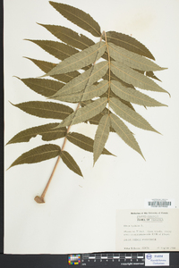 Rhus typhina image