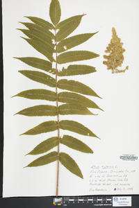 Rhus typhina image