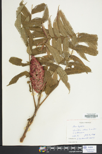 Rhus typhina image