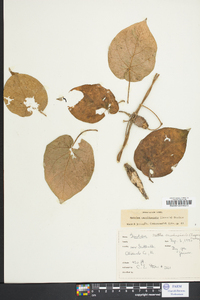 Matelea carolinensis image